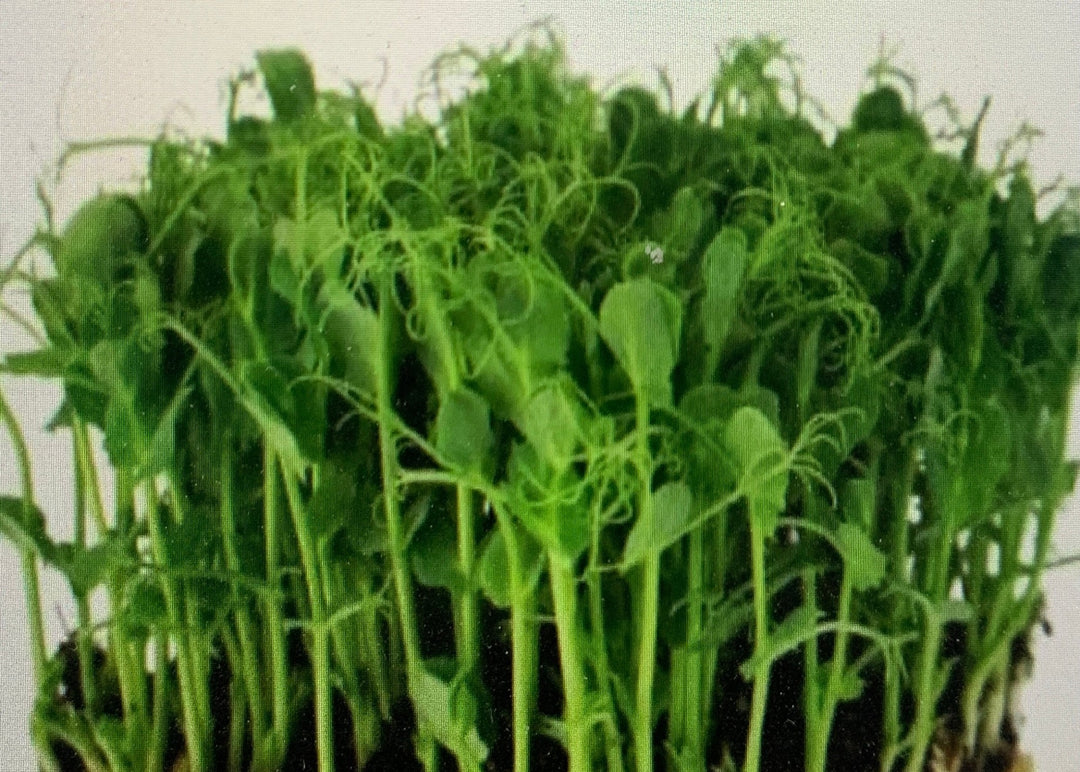 Green Pea Microgreens