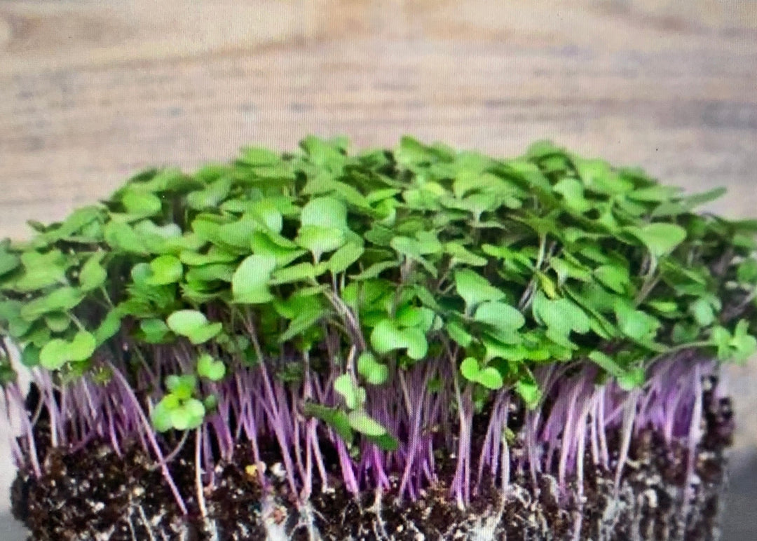 Kohlrabi microgreens