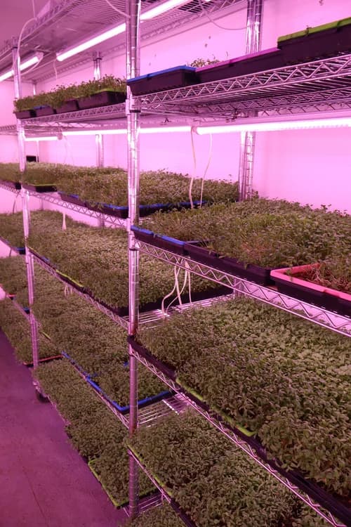 Mature microgreens under grow lights