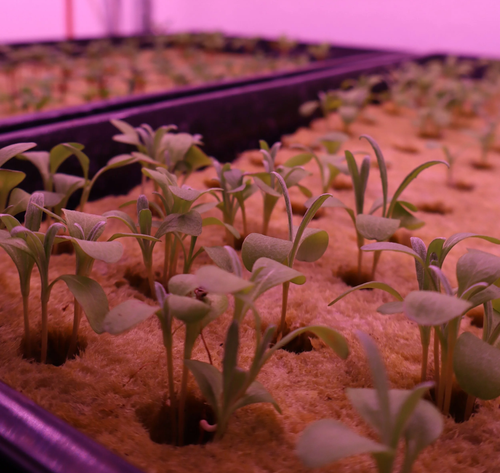 Microgreen sprouts pushing through rockwool