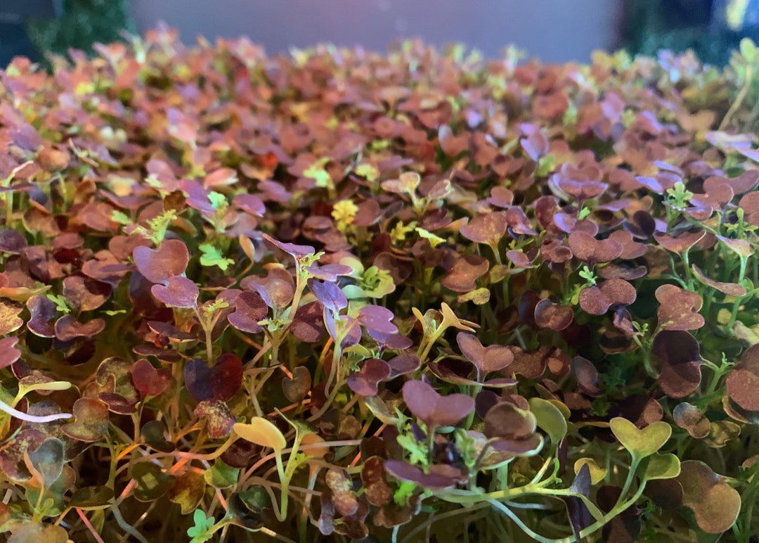 Scarlet Frill Mustard Microgreens