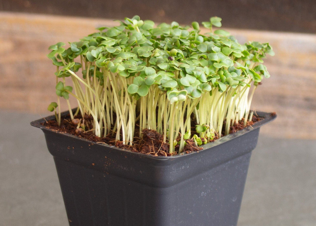 Broccoli Microgreens