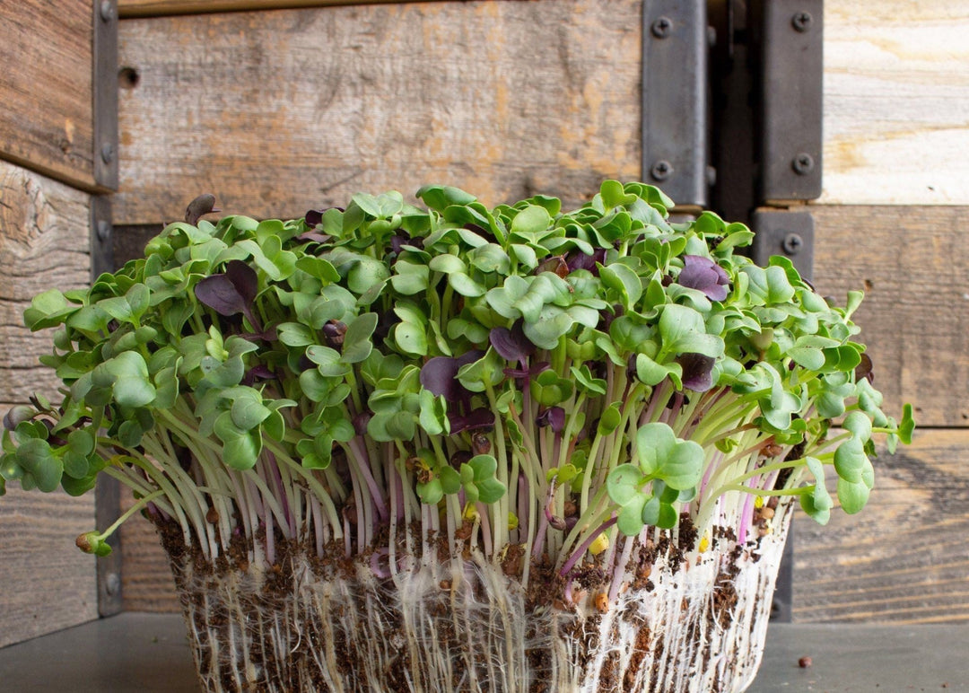 Radish Microgreens