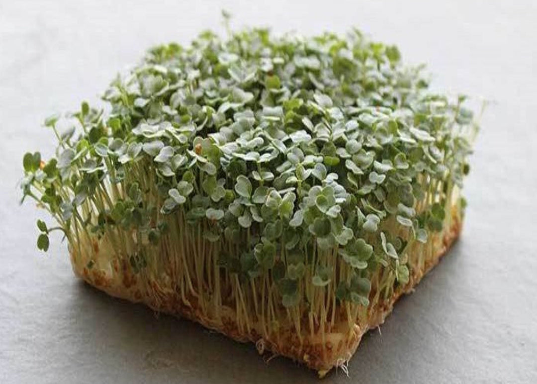 Arugula microgreens