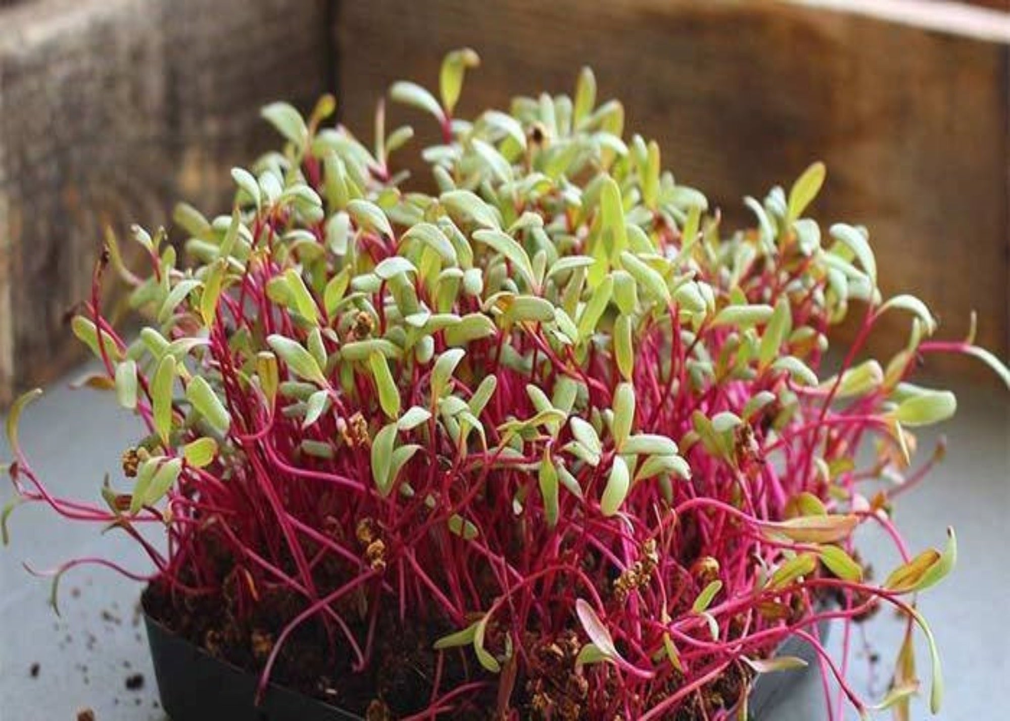 Beets microgreens
