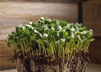Cantaloupe Microgreens