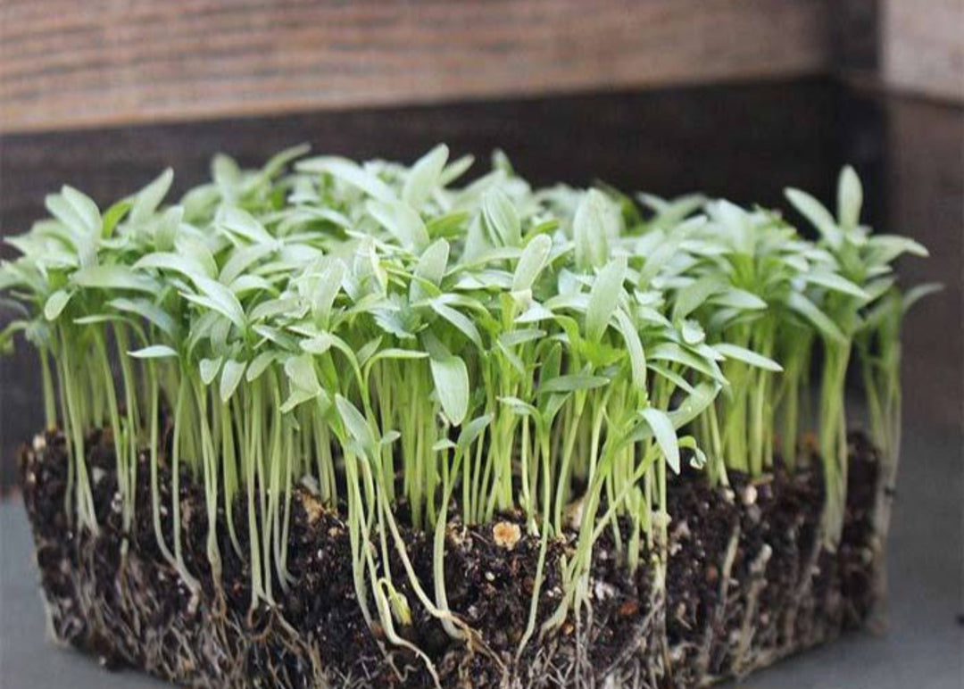 Cilantro microgreens