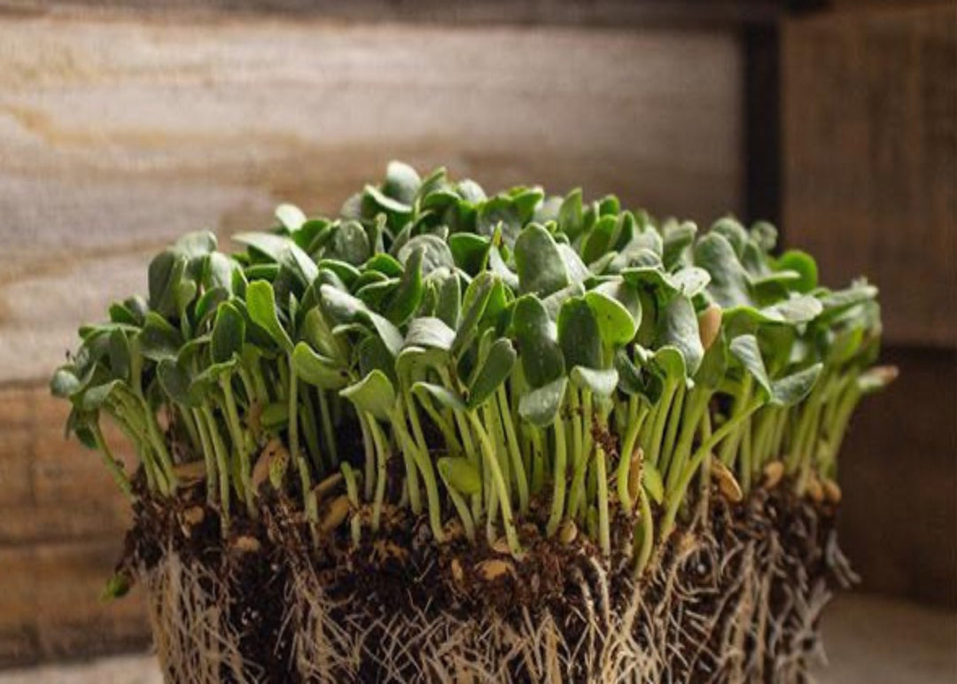 Cantalope microgreens 