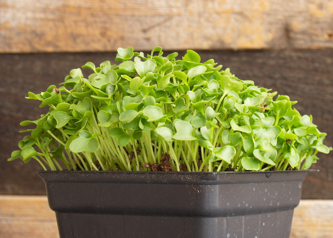 Kale microgreens