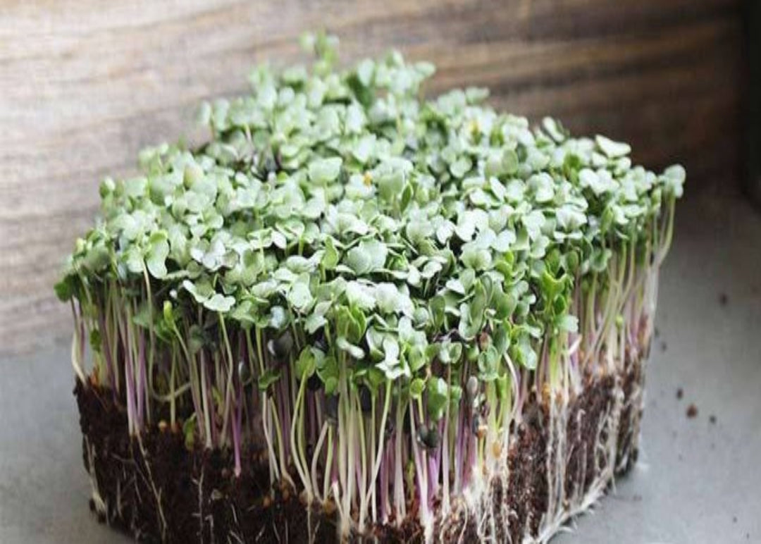 spicy anti-inflammatory microgreens salad mix. Kale, broccoli, arugula, kohlrabi, brown mustard, cabbage