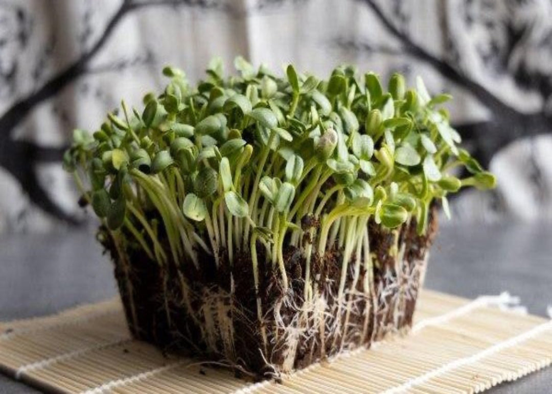 Sunflower microgreens